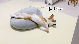 犬をダメにするモチモチ