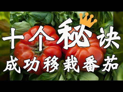 我们一起种植西红柿（第3期）：成功移栽番茄的十个要点