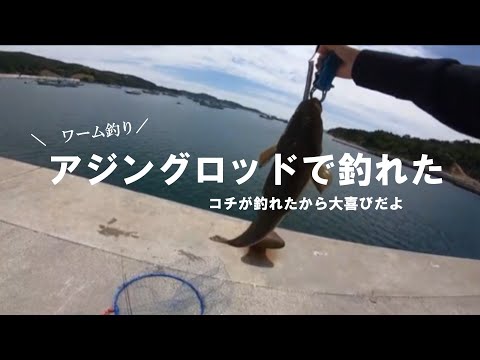 【宮城釣り】アジングロッドでコチが釣れちゃった