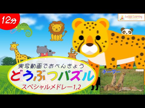 [Japanese] Animal puzzle & live-action video 12 medley flashcard video Let's learn animals