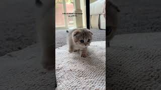 Munchkin kitten making biscuits!