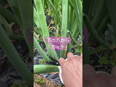 玉ねぎがとう立ちしちゃいました #shorts#家庭菜園#gardening