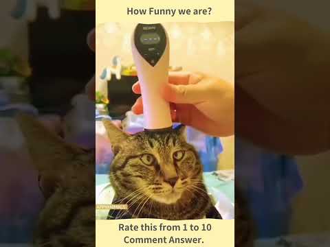 {Funny Video} Random cat #funnycats #funnyshorts