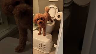 Potty Training with Miniature Poodle ✅