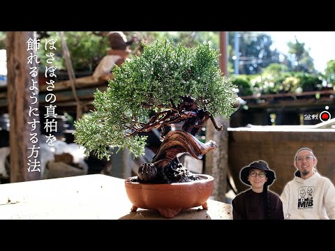 How to neatly arrange juniper leaves for exhibition [Bonsai Q]