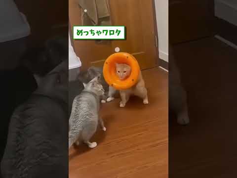 ネッコの動画見てクスッとなったら負けwww　#2ch動物スレ #動物 #猫 #shorts #2ch