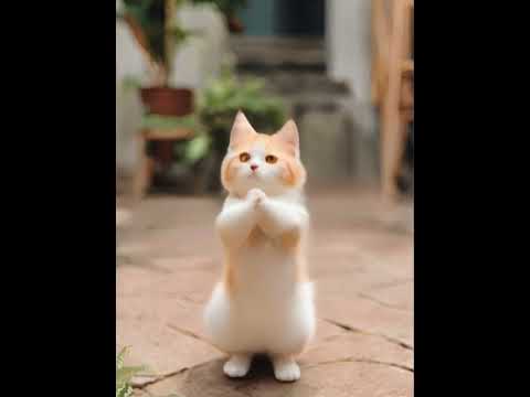 Crazy Cat Dancing ～😻❤️❤️手機害人不淺 但還是要玩🙈 #catdance #shorts #cats