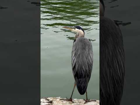 Great Blue Heron with its subtle blue-gray plumage often stands motionless as it scans for prey!