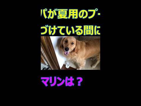 ゴールデンレトリバー犬のプールの片づけ、それを見ている犬と私、頑張っているのは旦那さんだけ、その間にマリンとバトルのママ怒られている犬の顔が可愛い