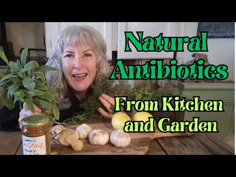 Natural Antibiotics from Kitchen and Garden