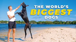 All about GREAT DANES | Everything you need to know before getting one