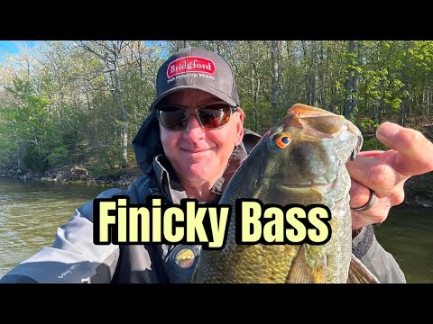 Top Techniques For Catching Finicky/Inactive Bass…