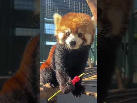 Didn’t we agree not to lose the string today? The mother of the red panda Lulu, the red panda Mu