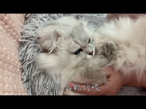 谁家小猫咪这么爱出去玩儿呀