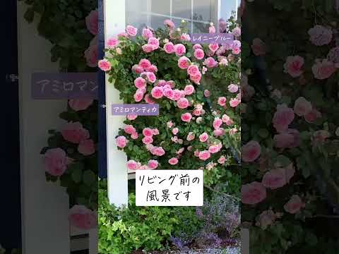 🕊Garden Tour🕊96：緑の芝が自慢で、バラが芝を引き立てて芝もバラを引き立てる、バラの色にもこだわりのあるお庭#shorts