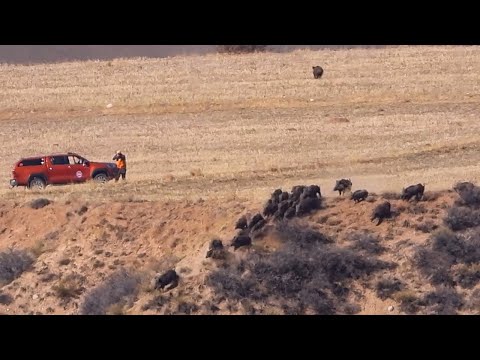 DOMUZ SÜRÜSÜNÜN İÇİNDE KALDIK! - CROWD WILD BOAR HUNT!