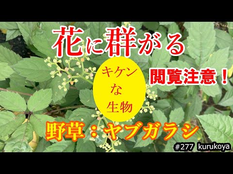 【要注意！】美味い野草ヤブガラシ。今年もやはりこの時期が、最も危険とされる理由とは？！採取や雑草駆除の際のご参考に。Cayratia japonica #野草 #ヤブガラシ#野草#雑草駆除#危険生物