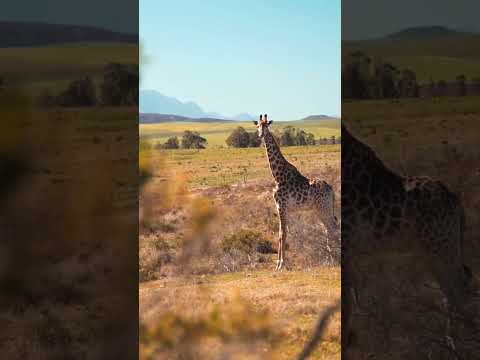 Giraffe Adventures: Quick Peek into the Wild#GiraffeLife#WildlifeShorts#AnimalLovers