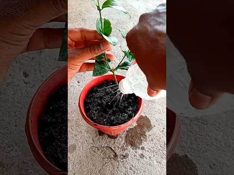 how to grow mogra jasmine plant from cutting