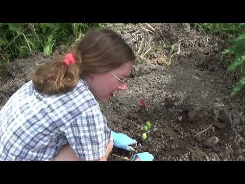 Planting The Brussels Sprout Seedlings Out Into The Garden