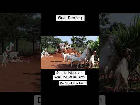 Happy and Healthy Goats! #farming #goatfarmbusiness #shorts