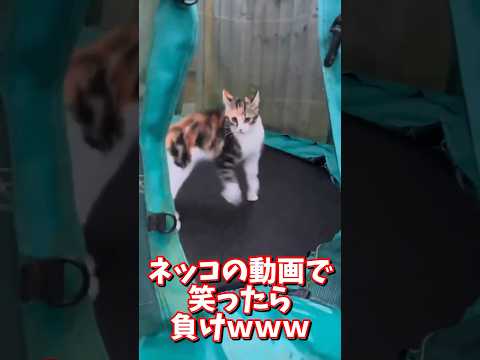 ネッコの動画で笑ったら負けｗｗｗ #2ch #2chまとめ 動物スレ #2ch面白いスレ #動物 #犬 #猫 #癒やし #ねこ動画#ねこ