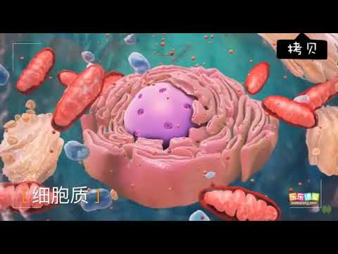 動物細胞的基本結構  【中學生物】