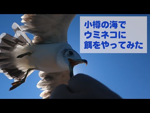 小樽の海でウミネコに餌をやってみた！