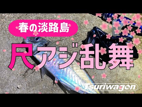 春の淡路は尺アジパラダイス【３月 淡路島 飛ばしサビキ＆アジング】Japanese amberjack