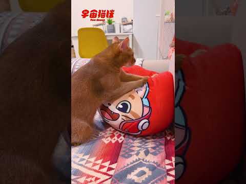 魯比公開踏踏訓練過程！宇宙抱枕倒數三天促銷啦！ #宇宙貓咪 #cat #shorts #shortstw