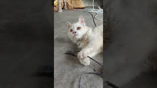 Cute Cat Compilation: Purrfect Moments! #cat #catsofinstagram #vacation #cats #catstagram #instacat