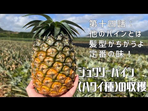 【第十四話：他のパインとは髪型が違うよ 定番の味】〜ジュワリーパイン（ハワイ種の収穫）〜