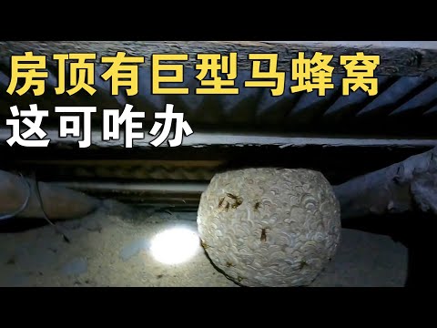 房顶发现巨型马蜂窝，爬进去一看这也太大了，这得怎么捅【环华行913】