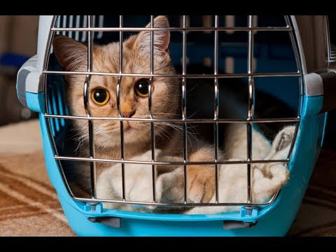 Top 10 Best cat carrier Reviews