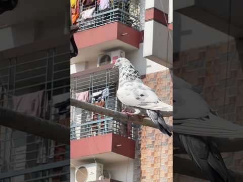 This Makes Me Happy Pigeon #Shorts #pigeon #youtubeshorts