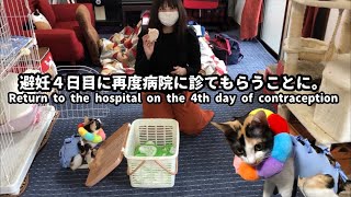 テレビ出演果たした三毛猫子猫が避妊後４日目に様子がおかしいので再度動物病院へ行きました。