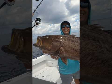 Deep dropping record book scamp grouper