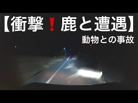 【鹿と事故】鹿だけに仕方ない？死角からの飛び出し