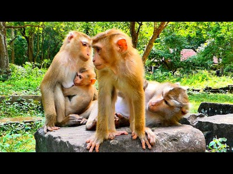 Unbelievable..// Monkey Luna brought her Beloved Baby LUNO to visit Libby while Libby was sleeping.