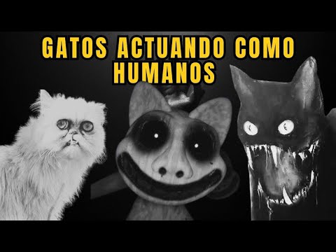 Historias de gatos actuando de forma extraña. Parte 3.