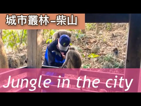 城市叢林-柴山 Jungle in the the city.