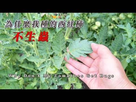 【園藝】為什麼我種的西紅柿不生蟲｜分享幾個要點使你的西紅柿長得葉綠果大｜Why Don't My Tomatoes Get Bugs｜Tips For Growing Tomatoes