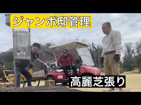 【ジャンボ邸管理】高麗芝張り⛳️