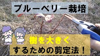 ブルーベリーの樹を大きくするための剪定方法！