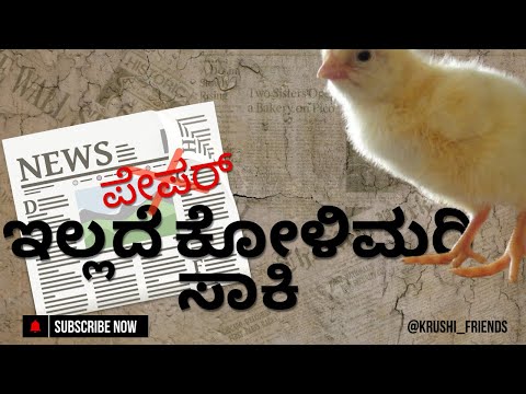 Raise a chicken without Newspaper