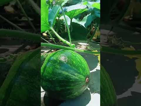 Pumpkin Plant in my home