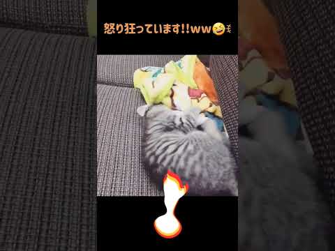 【荒れ狂う猫】ワサビさん怒り狂ってます!!