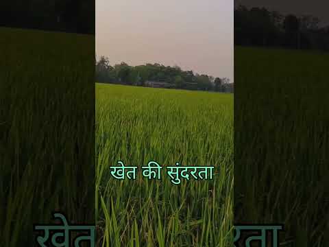 धान की खेती #धान की नर्सरी #trending #short #वायरल video #Tej Kisan Mitra