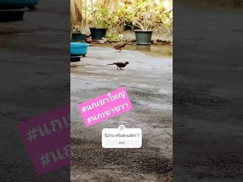 #ตรุษจีน2024  #นกเขาใหญ่ #นกเขาเล็ก มา จ้า #spotteddove #zebradove #ฉันรักเพลงลูกทุ่ง  #birdslover