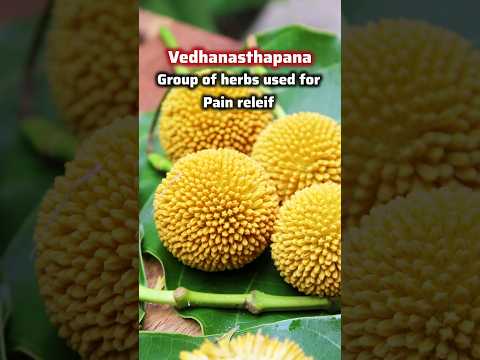 Ep-74 of Vedic Recipes (कदम्ब पुष्प/ Kadamba Flower ) Uses of Kadamba flower in Ayurveda #shorts